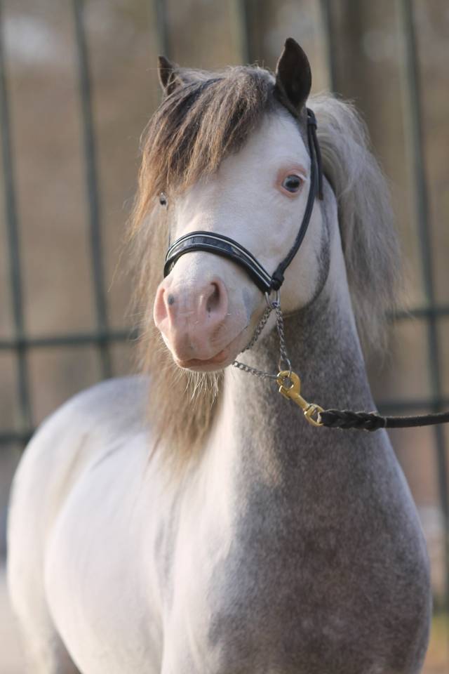 Dekhengst Andere pony rassen Te koop 2017 Sabino ,  Bear Branch Crow Feather