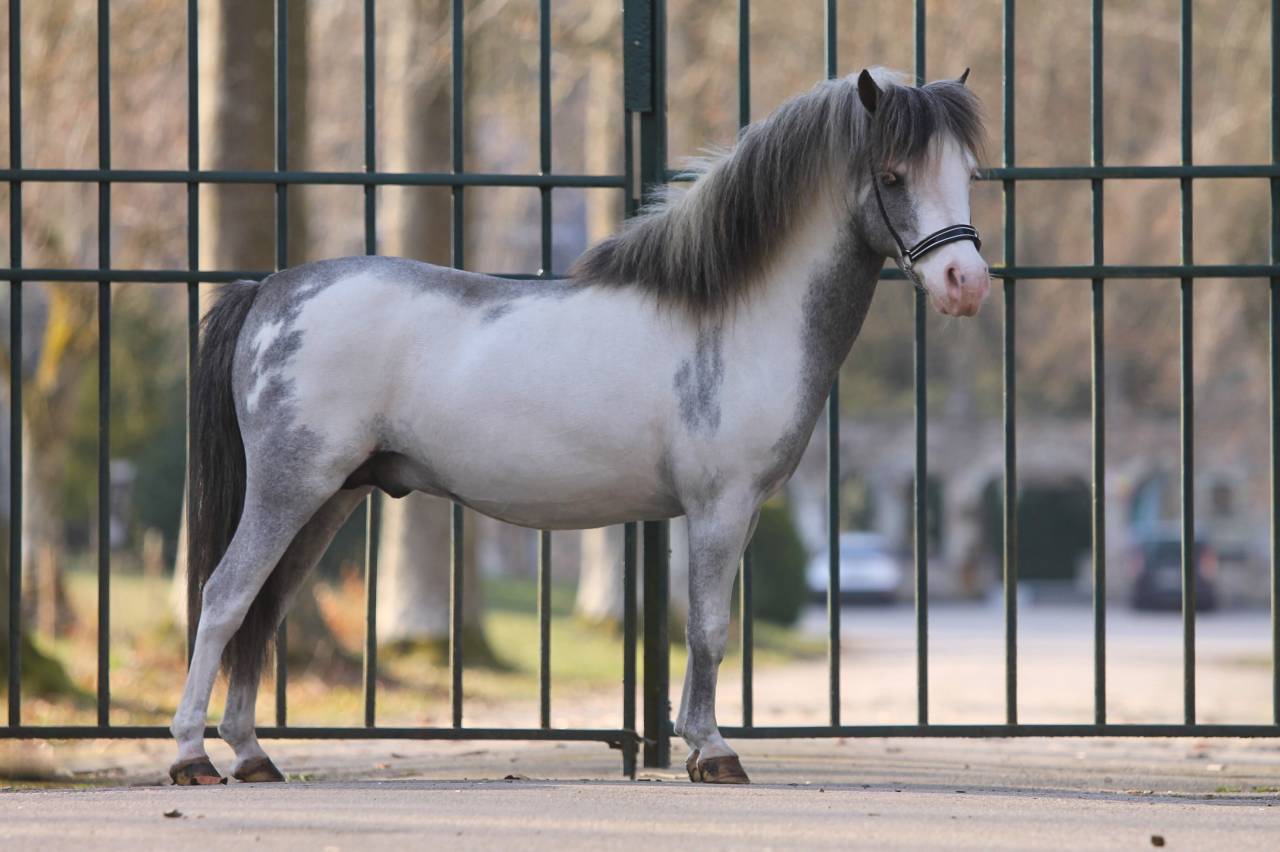 Dekhengst Andere pony rassen Te koop 2017 Sabino ,  Bear Branch Crow Feather