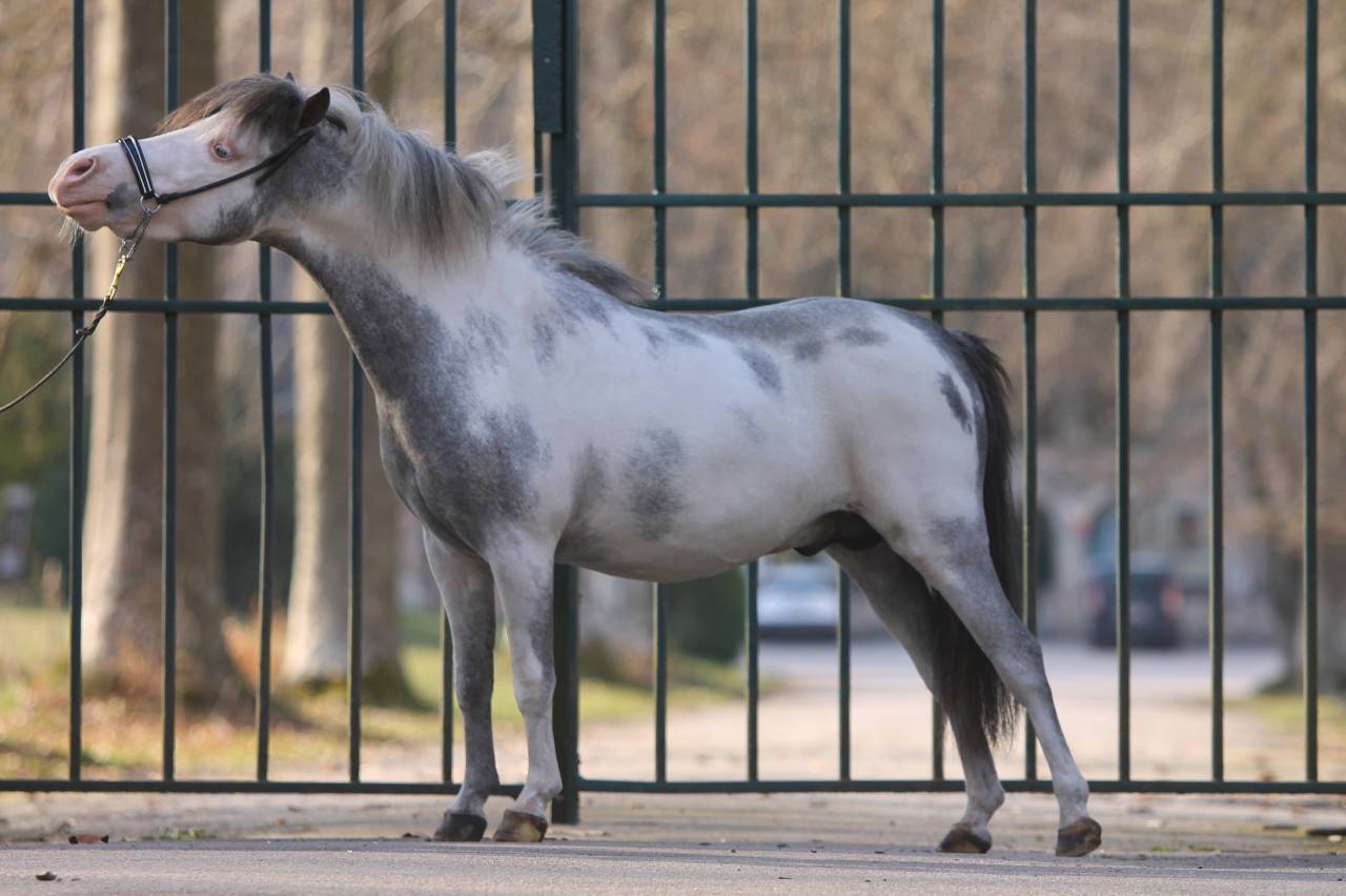 Dekhengst Andere pony rassen Te koop 2017 Sabino ,  Bear Branch Crow Feather