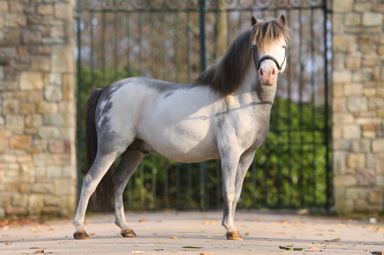 Dekhengst Andere pony rassen Te koop 2017 Sabino ,  Bear Branch Crow Feather