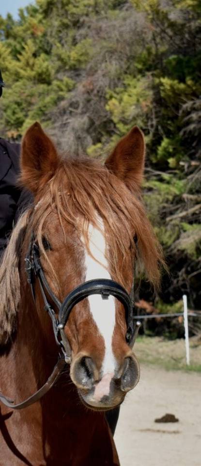 Ruin Connemara Te koop 2021 Vos ,  CLOVER ELIZA MODESTY