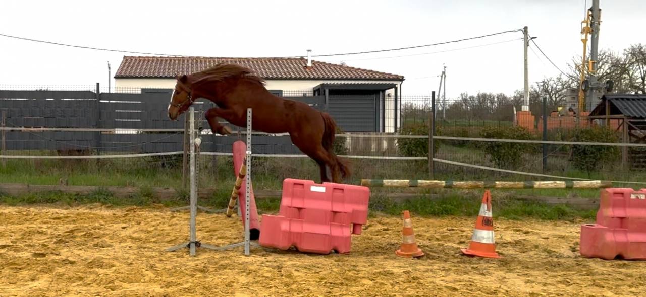 Ruin Connemara Te koop 2021 Vos ,  CLOVER ELIZA MODESTY