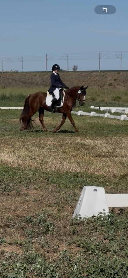 Ruin Connemara Te koop 2021 Vos ,  CLOVER ELIZA MODESTY