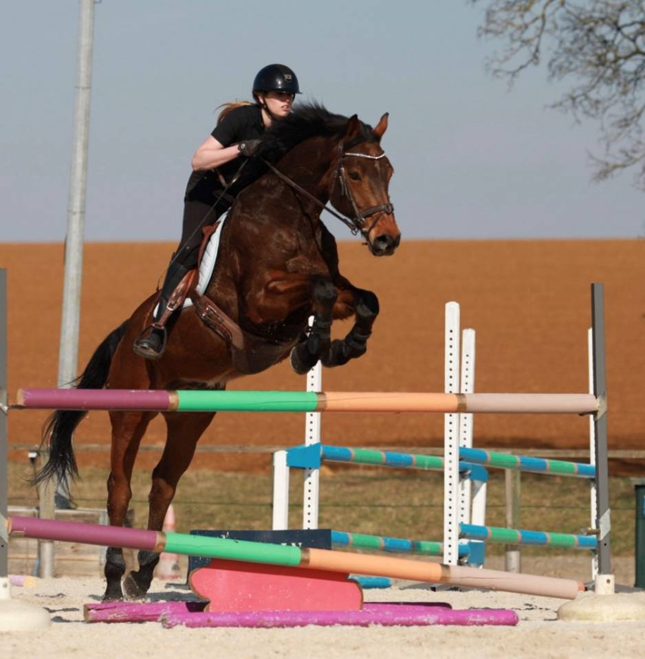 Ruin Belgisch sportpaard Te koop 2013 Donker bruin / bai ,  CASTELINO