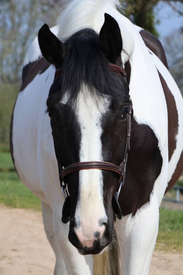 Ruin Zangersheide Te koop 2022 Bont ,  DAILY MAGIC DE ROCK 1 Z