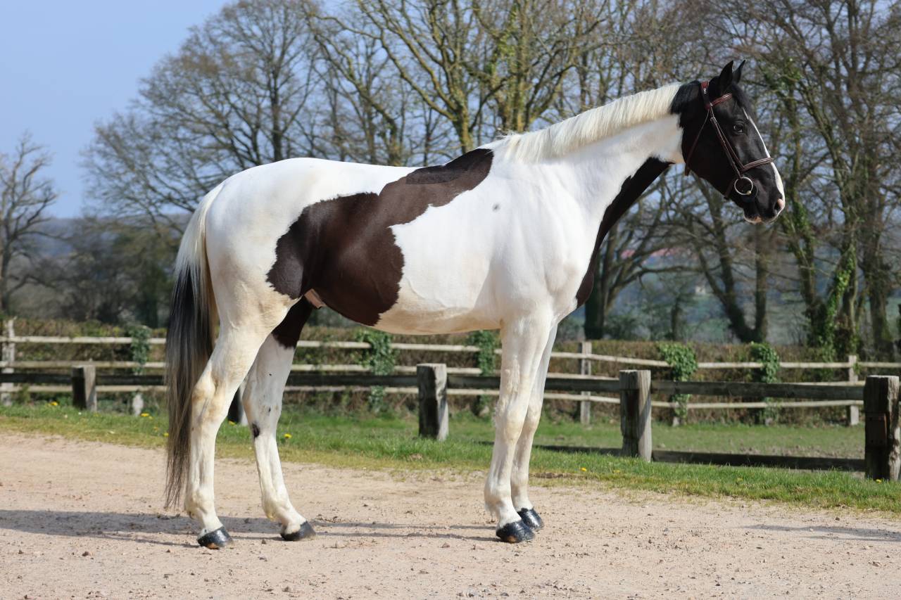 Ruin Zangersheide Te koop 2022 Bont ,  DAILY MAGIC DE ROCK 1 Z