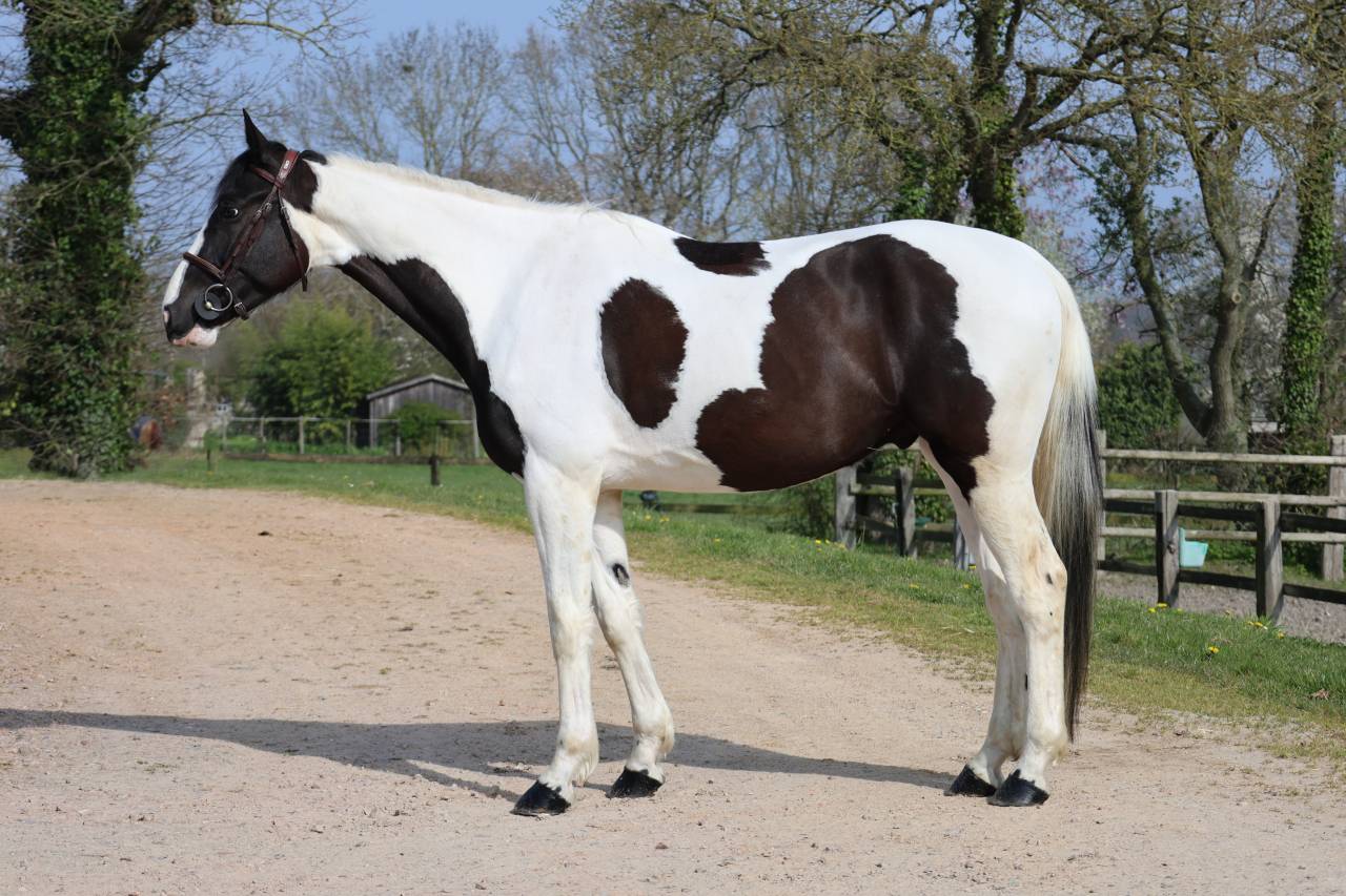 Ruin Zangersheide Te koop 2022 Bont ,  DAILY MAGIC DE ROCK 1 Z