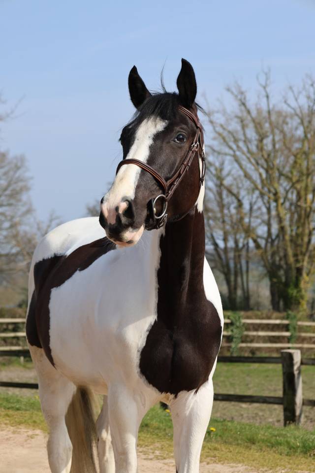 Ruin Zangersheide Te koop 2022 Bont ,  DAILY MAGIC DE ROCK 1 Z