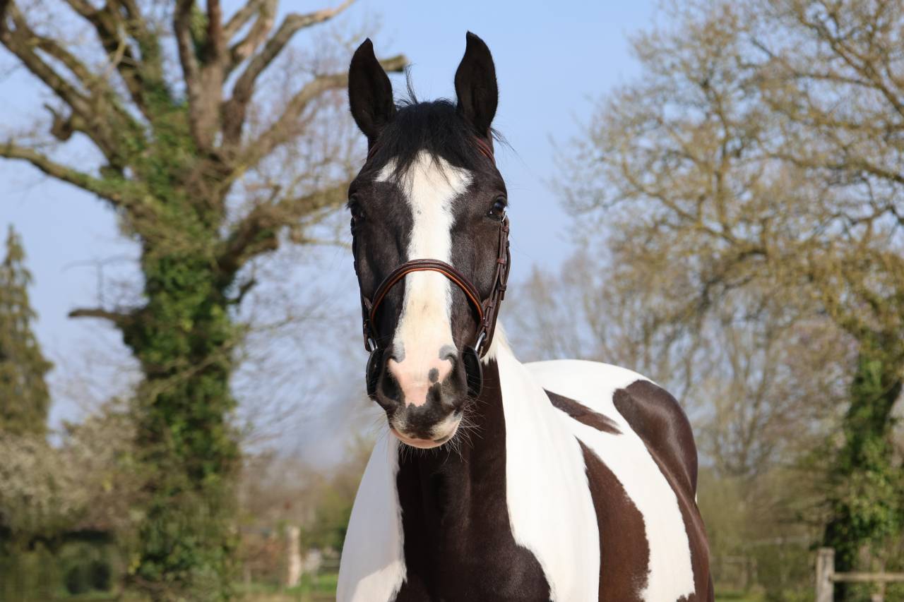 Ruin Zangersheide Te koop 2022 Bont ,  DAILY MAGIC DE ROCK 1 Z