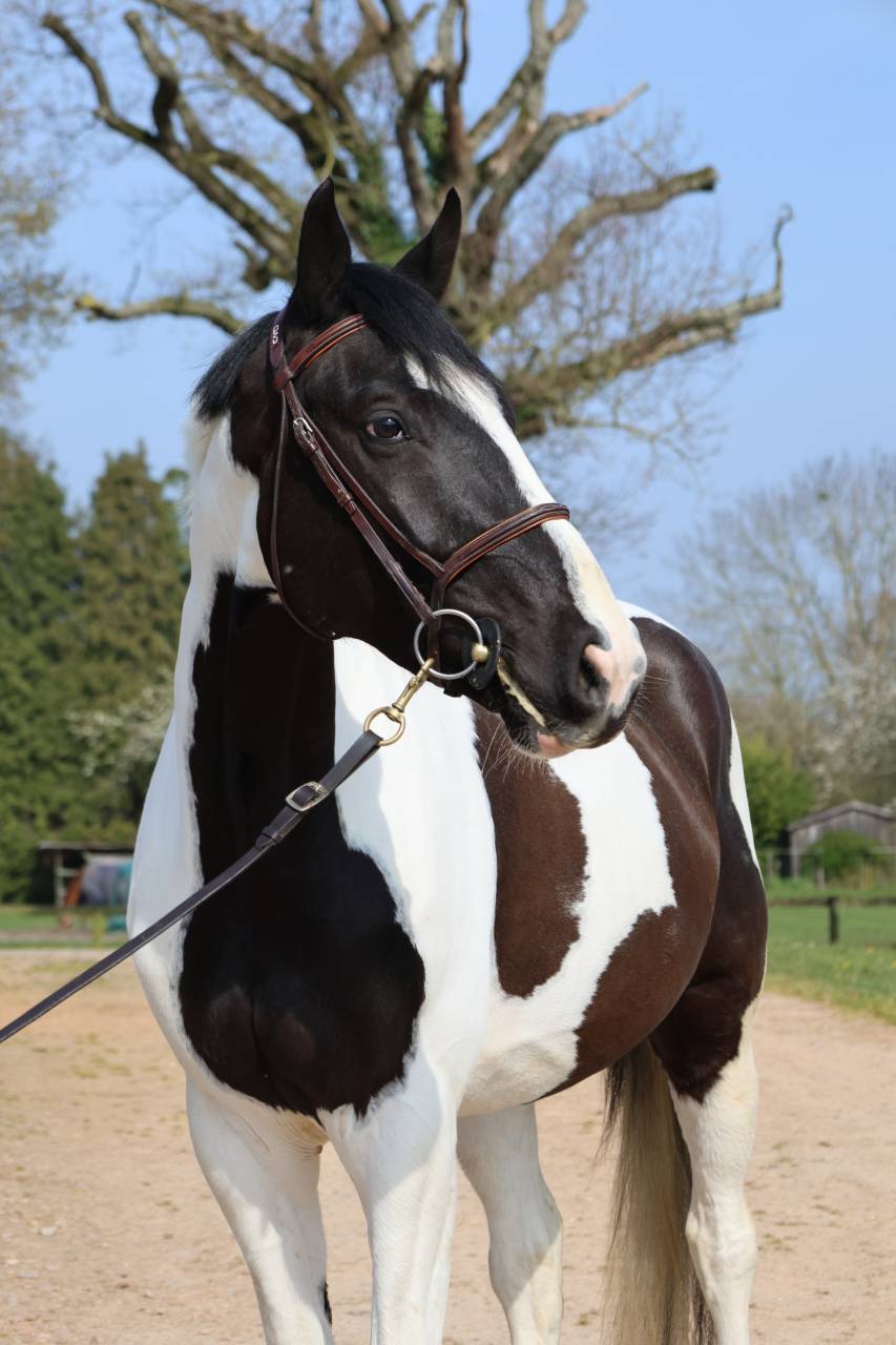 Ruin Zangersheide Te koop 2022 Bont ,  DAILY MAGIC DE ROCK 1 Z