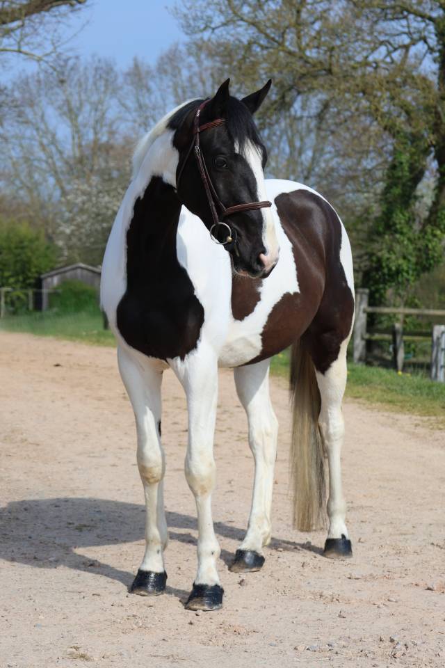 Ruin Zangersheide Te koop 2022 Bont ,  DAILY MAGIC DE ROCK 1 Z