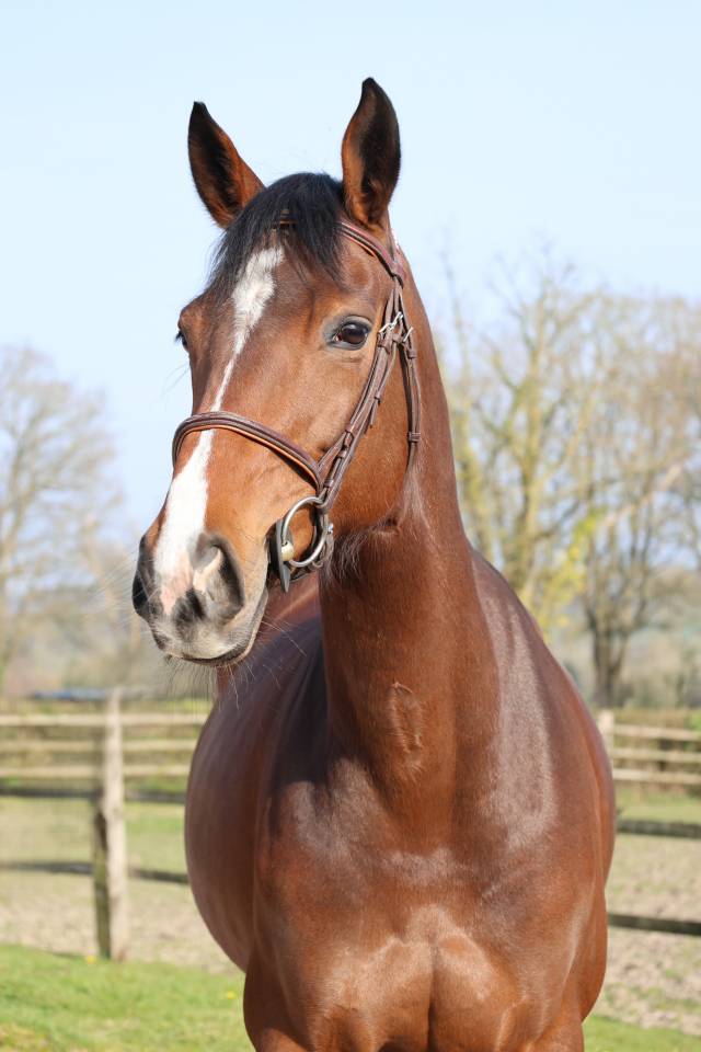 Merrie Selle Fran&ccedil;ais Te koop 2017 Bruin / Bai ,  CONTENDRO