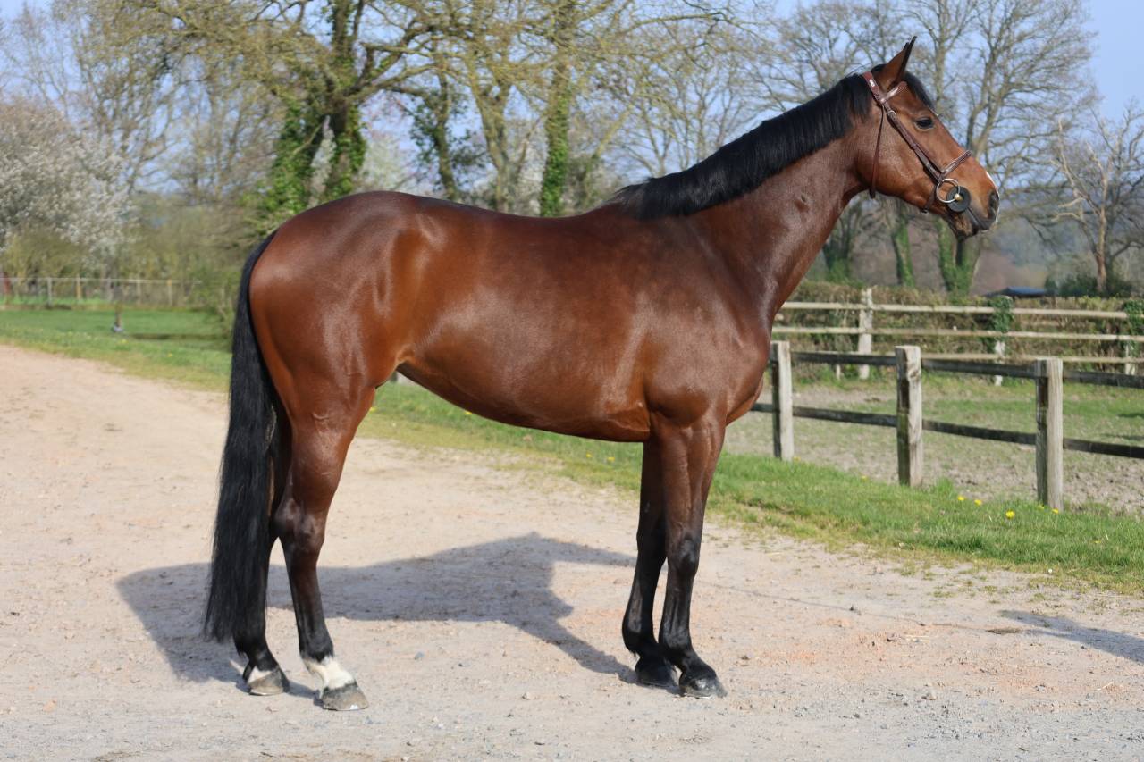 Merrie Selle Fran&ccedil;ais Te koop 2017 Bruin / Bai ,  CONTENDRO