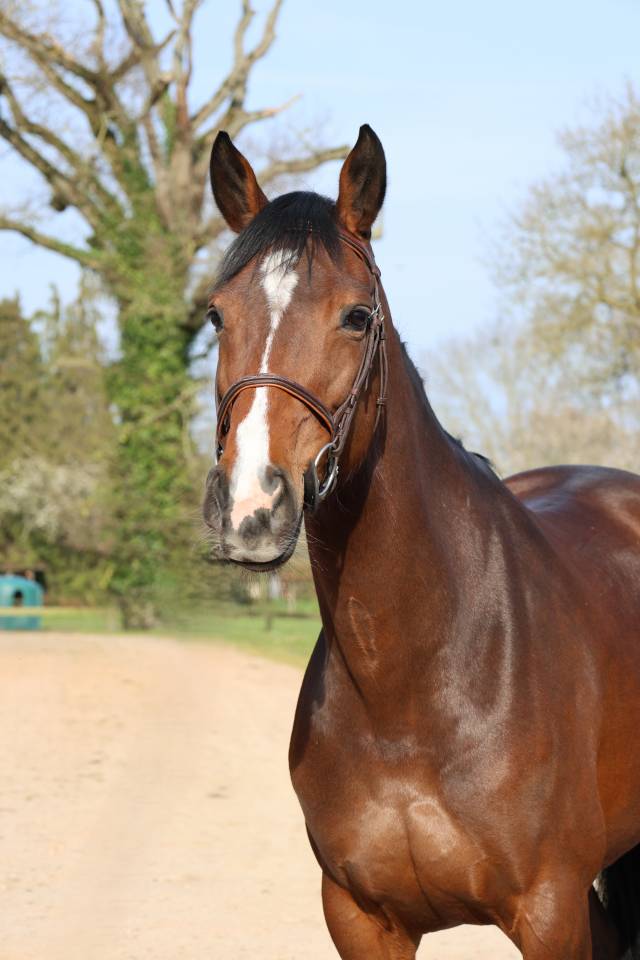 Merrie Selle Fran&ccedil;ais Te koop 2017 Bruin / Bai ,  CONTENDRO