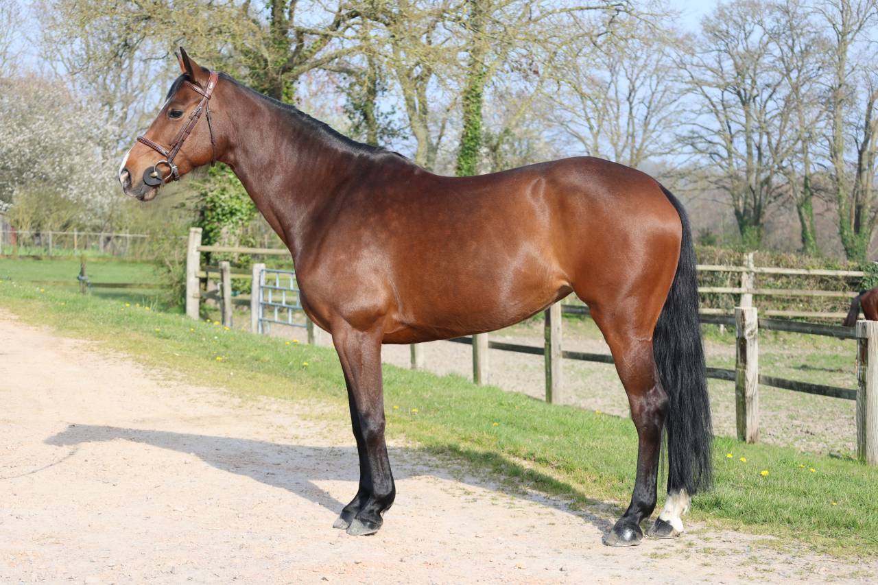 Merrie Selle Fran&ccedil;ais Te koop 2017 Bruin / Bai ,  CONTENDRO