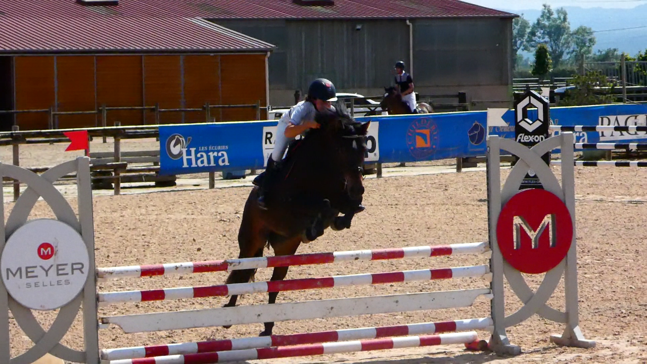 Merrie Welsh Partbred Te koop 2020 Bruin / Bai ,  EFUSIVO X