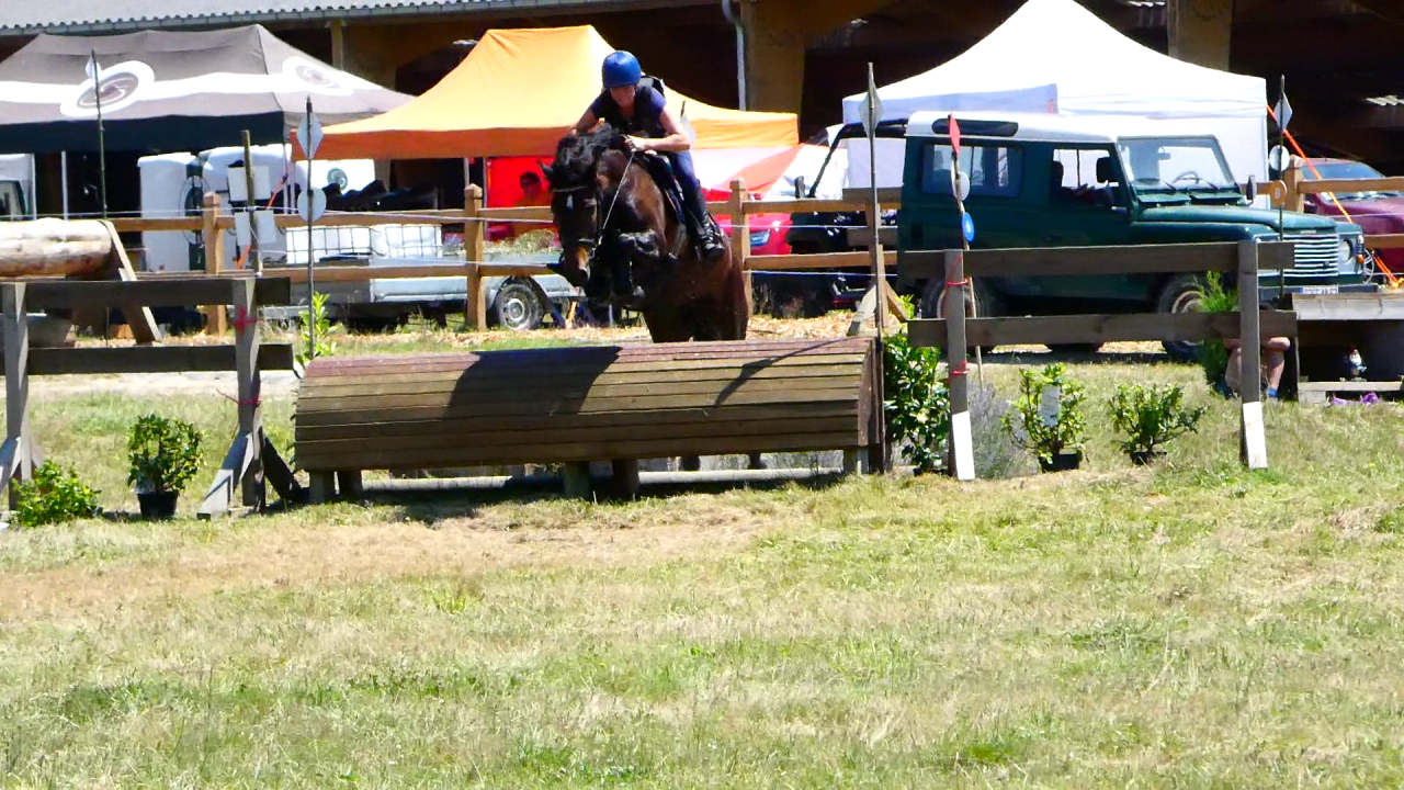 Merrie Welsh Partbred Te koop 2020 Bruin / Bai ,  EFUSIVO X