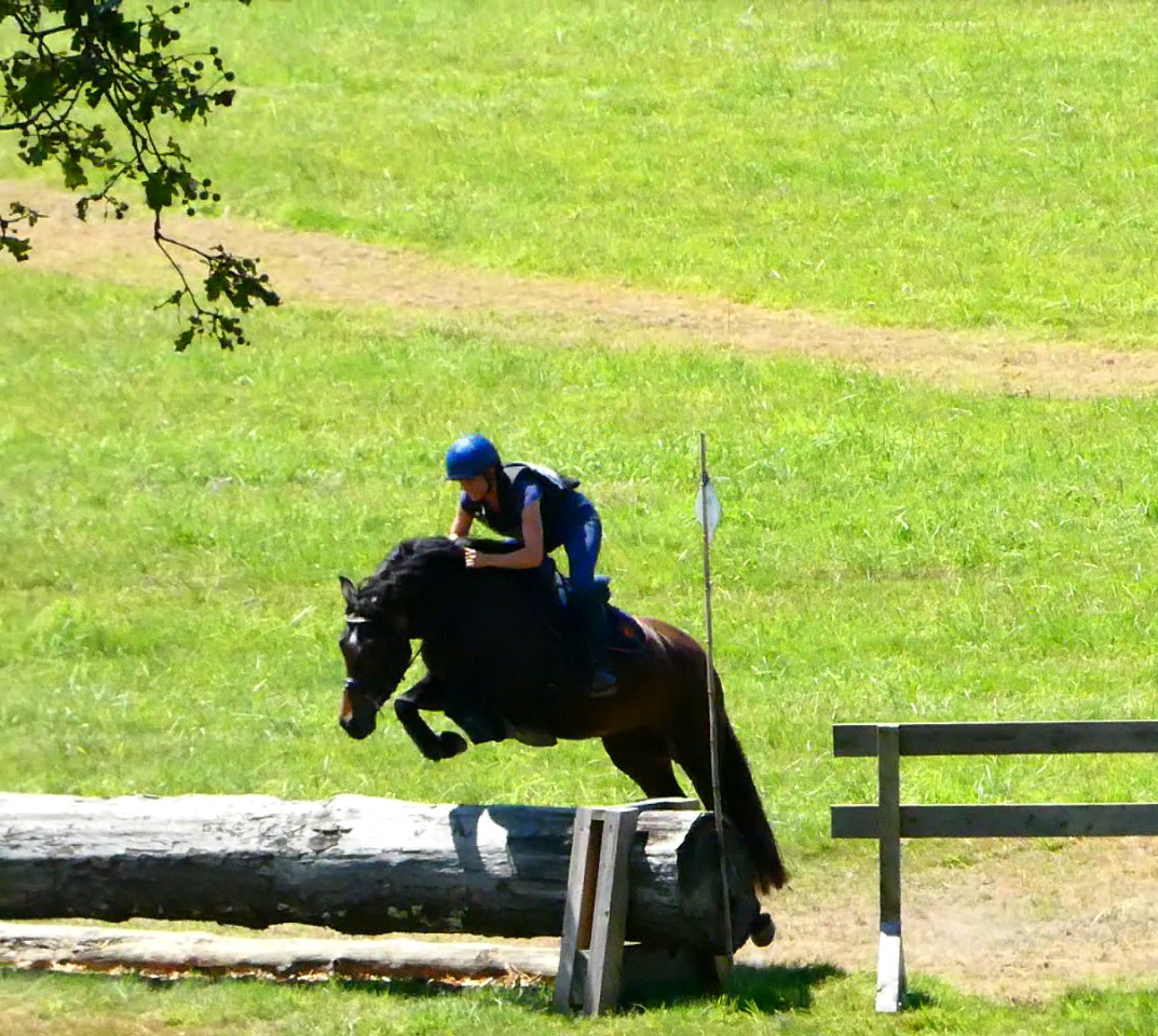 Merrie Welsh Partbred Te koop 2020 Bruin / Bai ,  EFUSIVO X