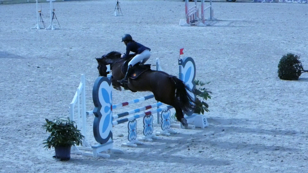 Merrie Welsh Partbred Te koop 2020 Bruin / Bai ,  EFUSIVO X