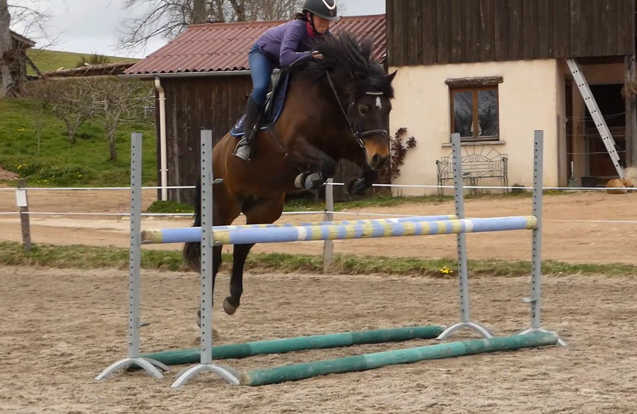 Merrie Welsh Partbred Te koop 2020 Bruin / Bai ,  EFUSIVO X