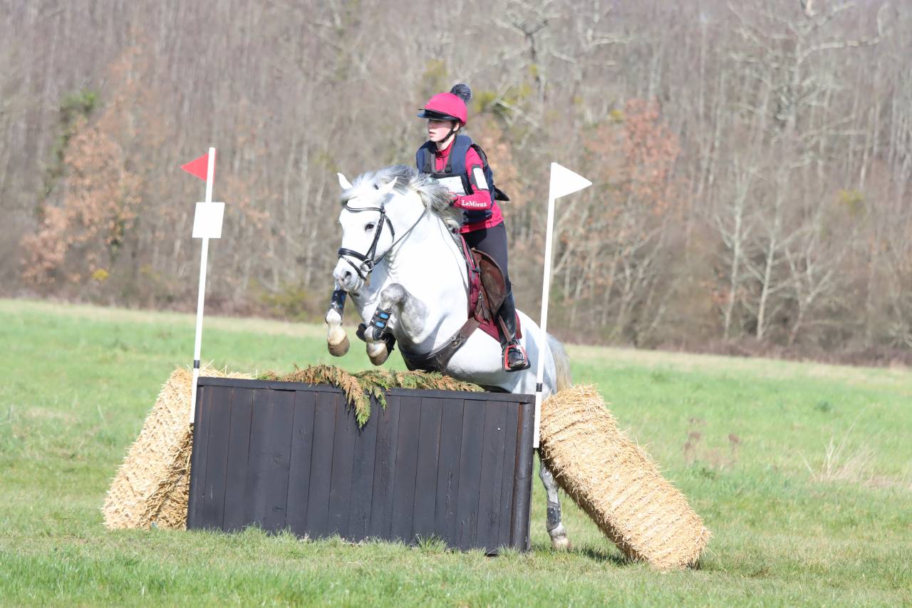 Dekhengst New Forest Te koop 2019 Schimmel