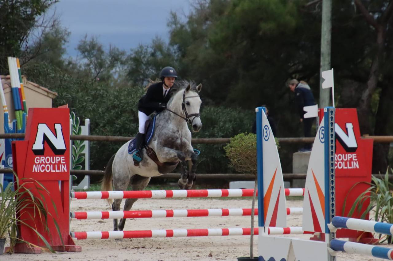 Merrie Franse rijpony PFS Te koop 2015 Schimmel