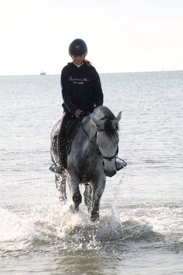 Merrie Franse rijpony PFS Te koop 2015 Schimmel