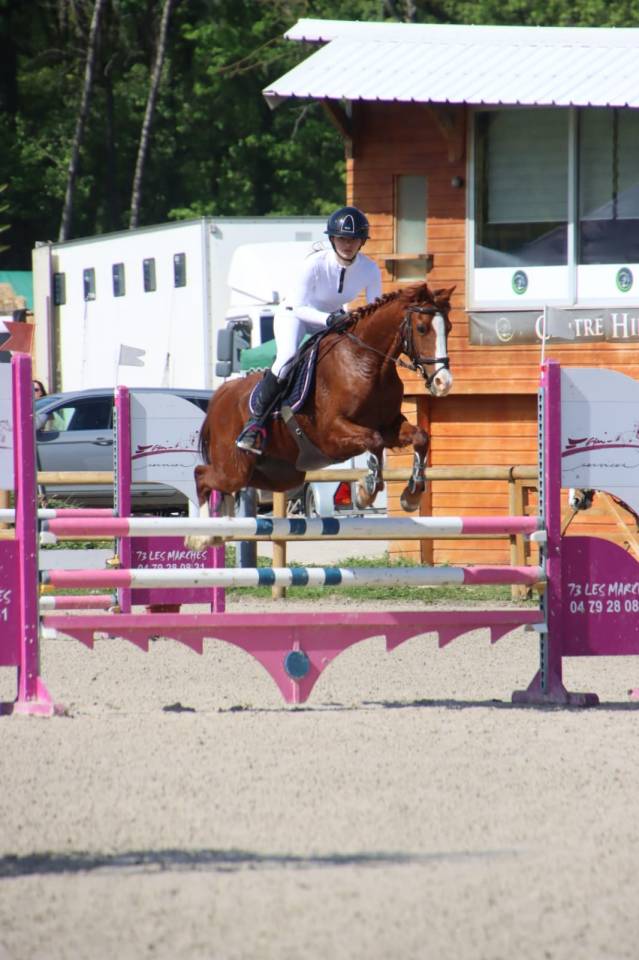 Ruin Franse rijpony PFS Te koop 2014 Vos