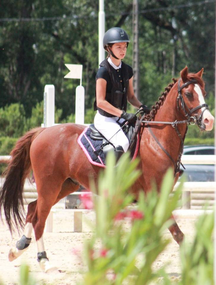 Ruin Franse rijpony PFS Te koop 2014 Vos