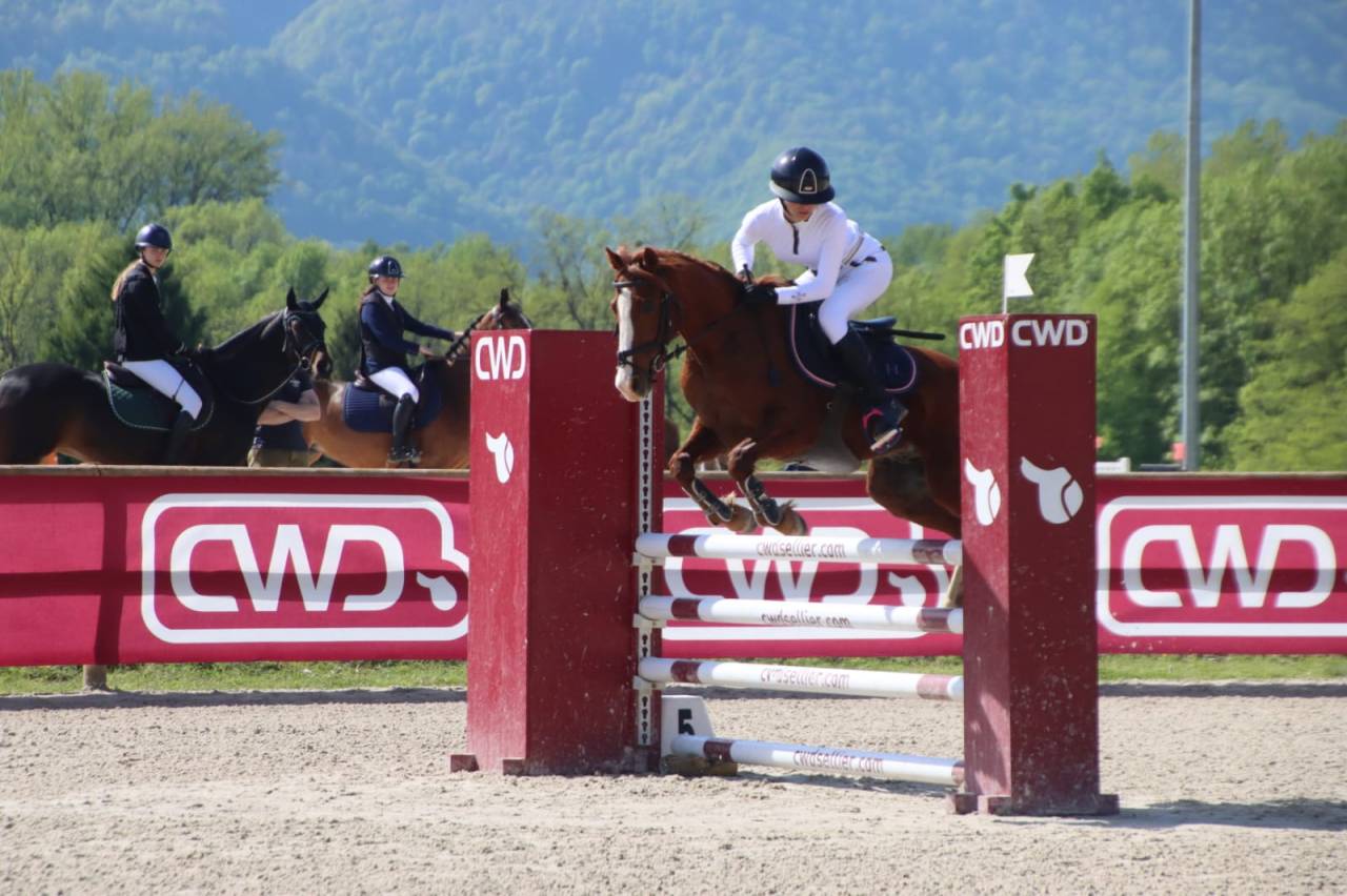 Ruin Franse rijpony PFS Te koop 2014 Vos