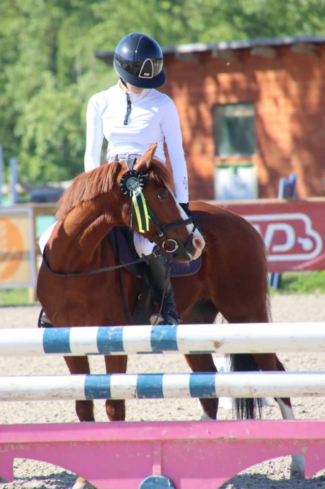 Ruin Franse rijpony PFS Te koop 2014 Vos