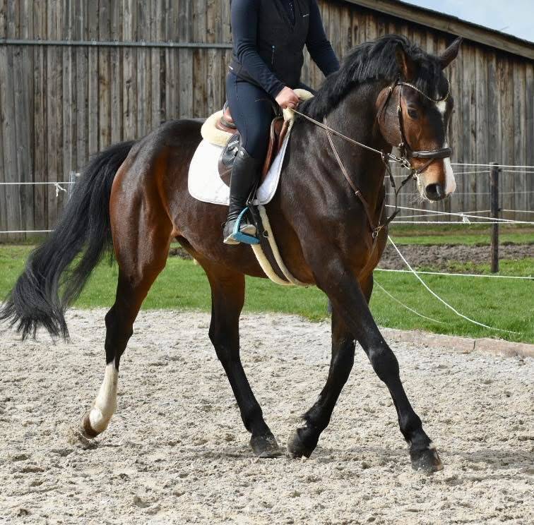 Ruin Bekend ras Te koop 2019 Bruin / Bai