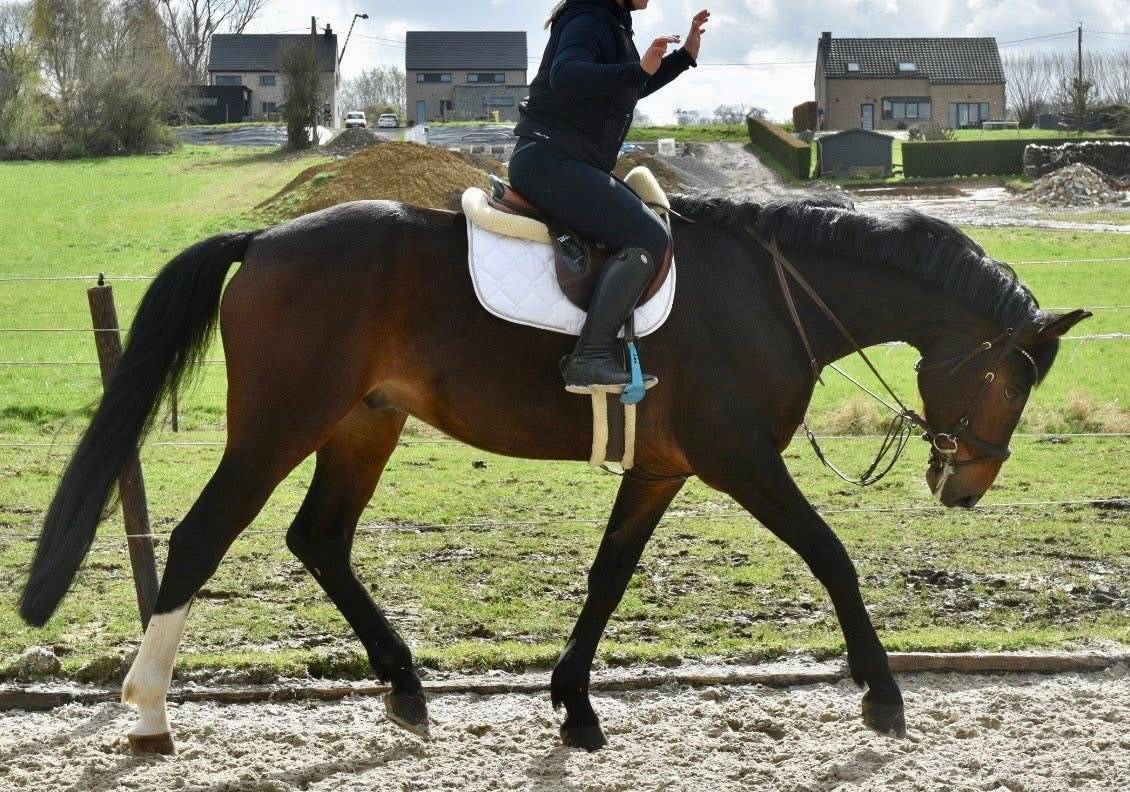 Ruin Bekend ras Te koop 2019 Bruin / Bai