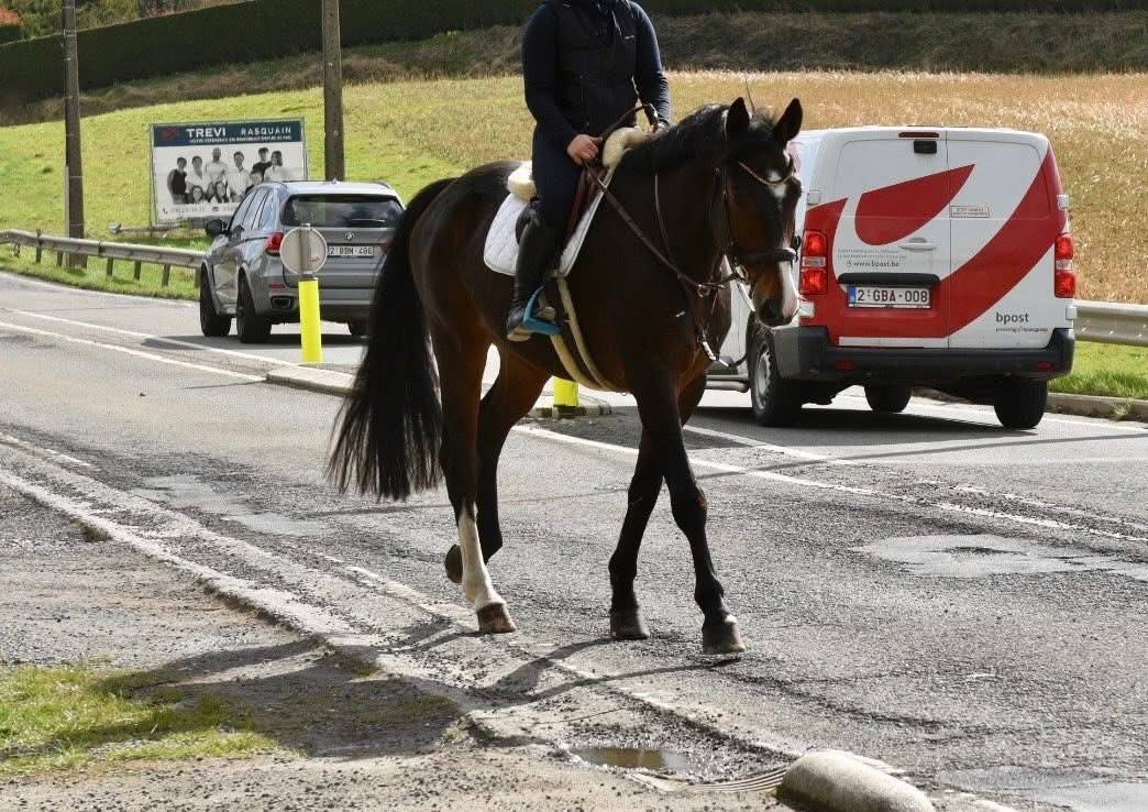 Ruin Bekend ras Te koop 2019 Bruin / Bai