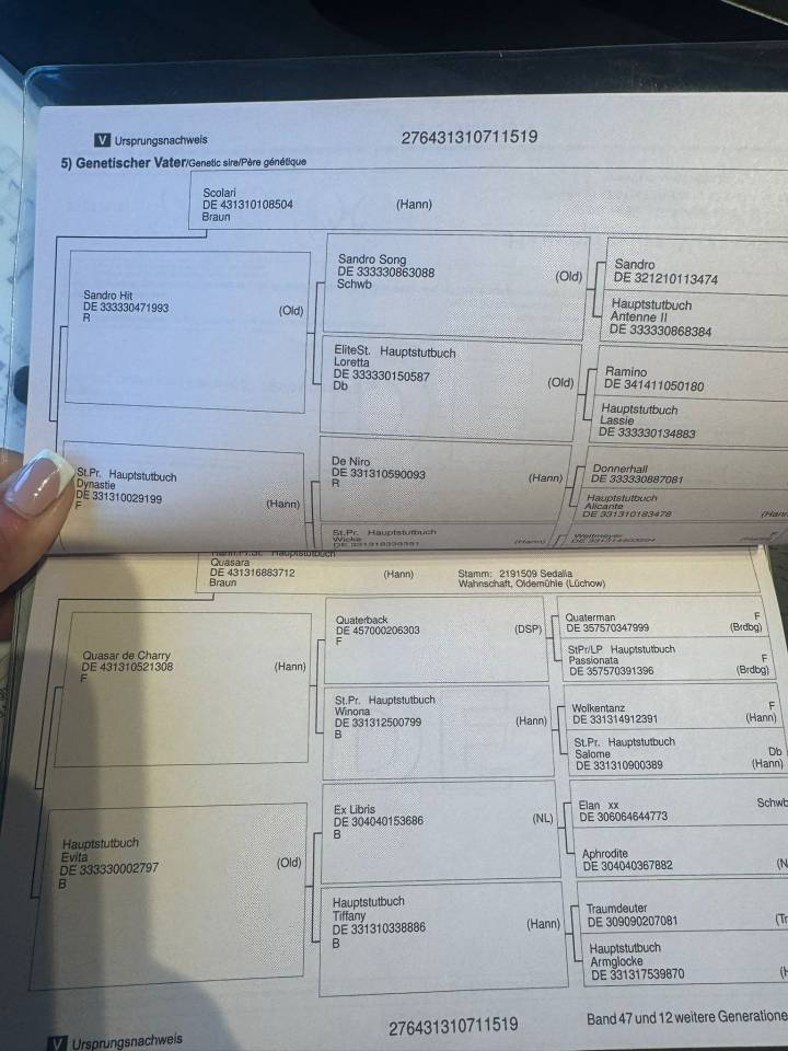 Ruin Bekend ras Te koop 2019 Bruin / Bai