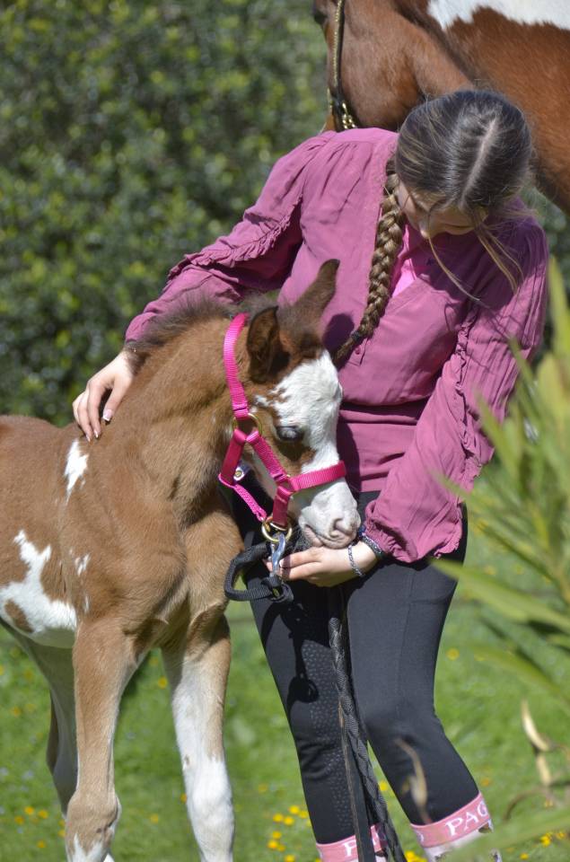 Veulen (vr) Arabisch halfbloed Te koop 2026 Overige kleuren