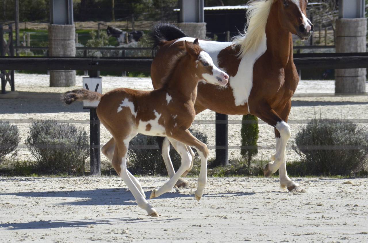 Veulen (vr) Arabisch halfbloed Te koop 2026 Overige kleuren