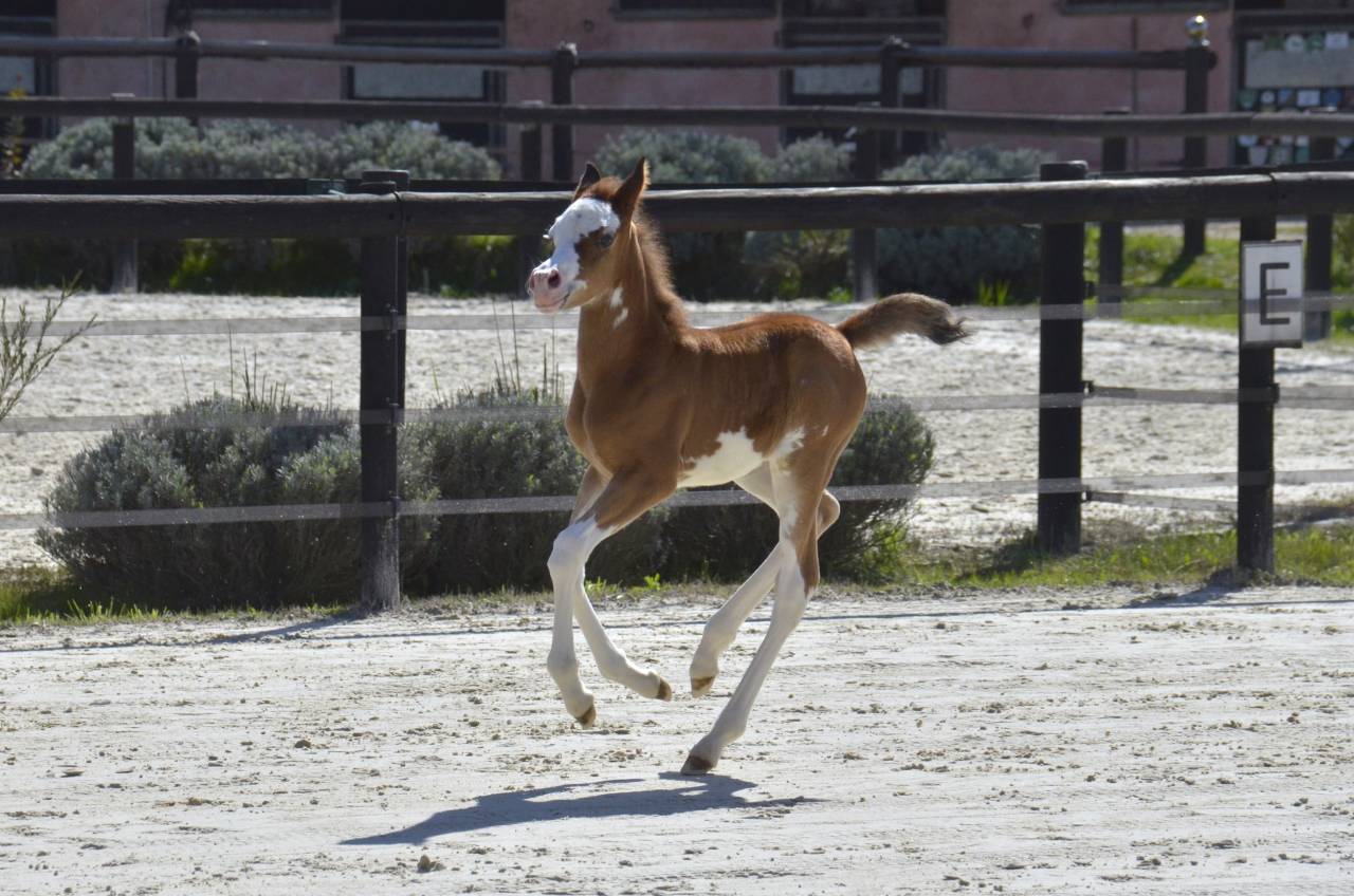 Veulen (vr) Arabisch halfbloed Te koop 2026 Overige kleuren