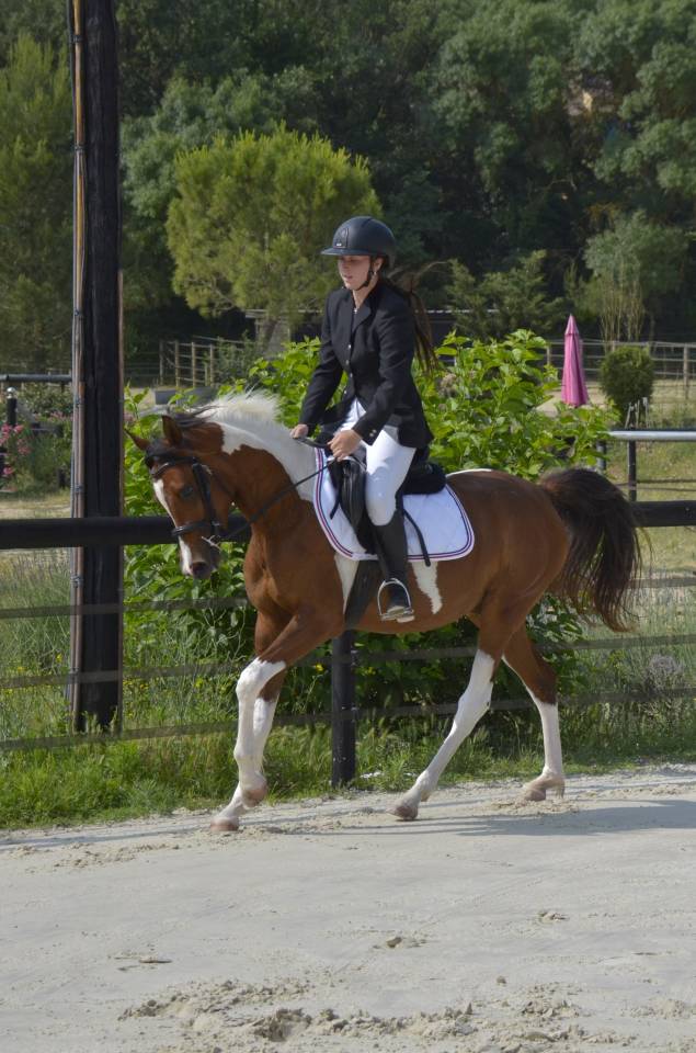 Veulen (vr) Arabisch halfbloed Te koop 2026 Overige kleuren