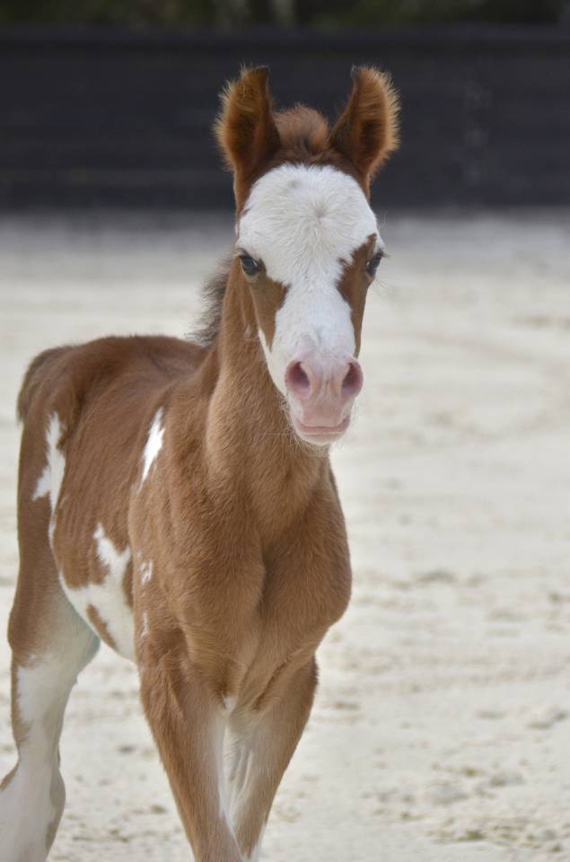 Veulen (vr) Arabisch halfbloed Te koop 2026 Overige kleuren