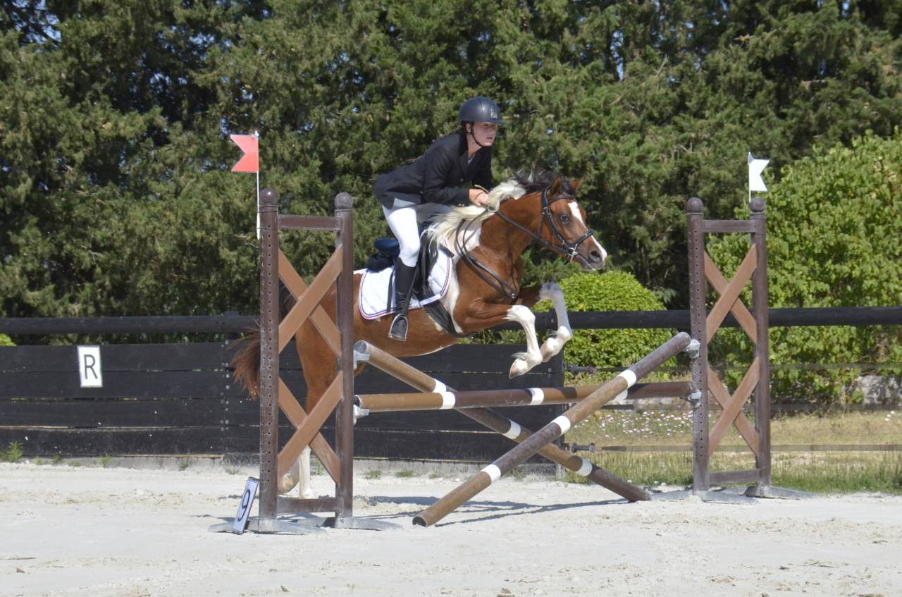 Veulen (vr) Arabisch halfbloed Te koop 2026 Overige kleuren