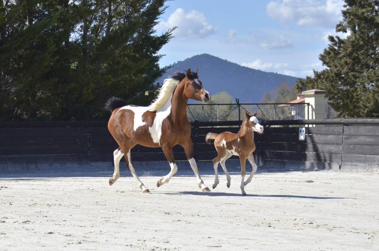 Veulen (vr) Arabisch halfbloed Te koop 2026 Overige kleuren