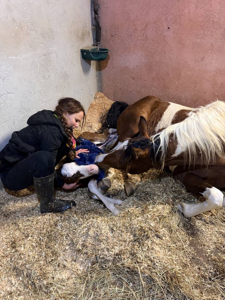 Veulen (vr) Arabisch halfbloed Te koop 2026 Overige kleuren