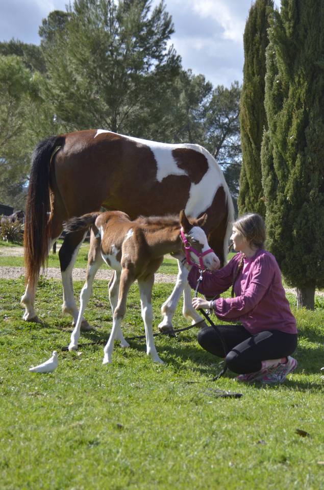 Veulen (vr) Arabisch halfbloed Te koop 2026 Overige kleuren