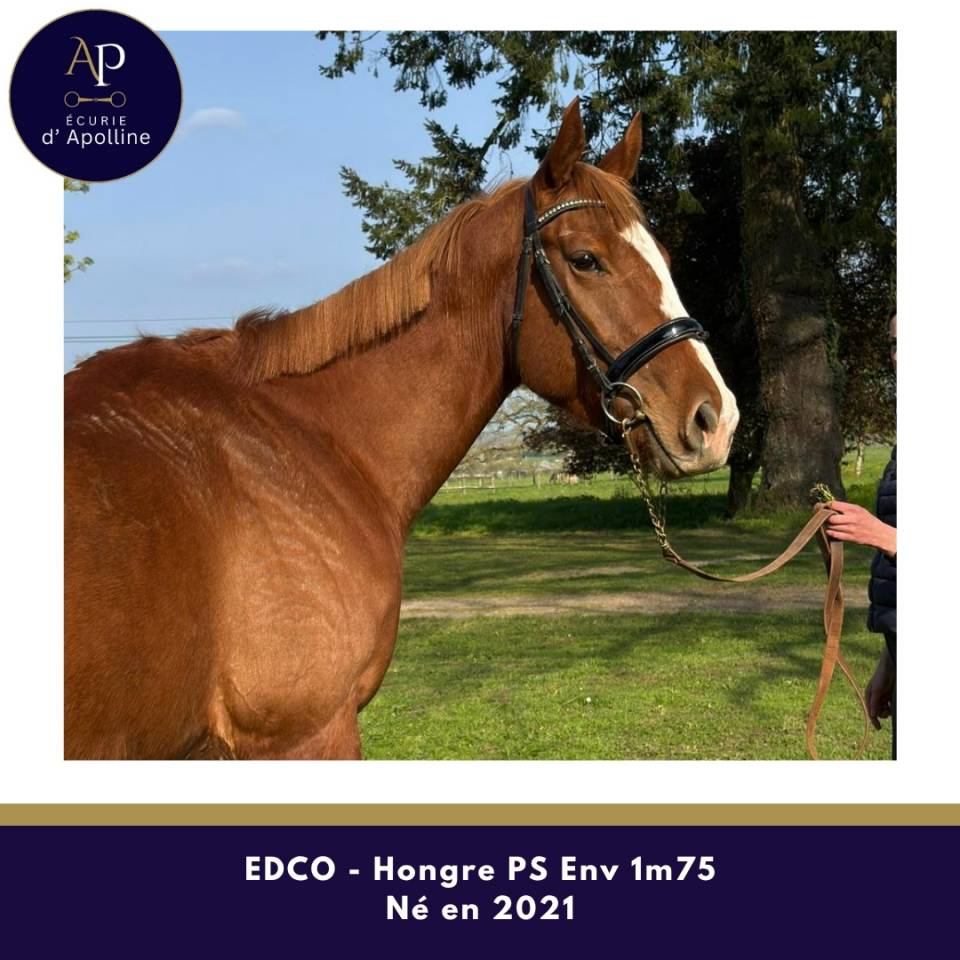 Ruin Volbloed Te koop 2021 Vos