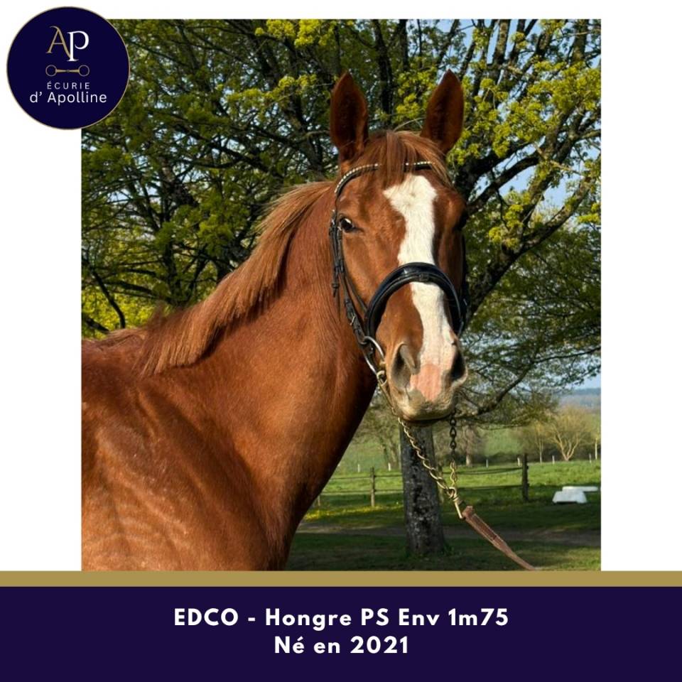 Ruin Volbloed Te koop 2021 Vos