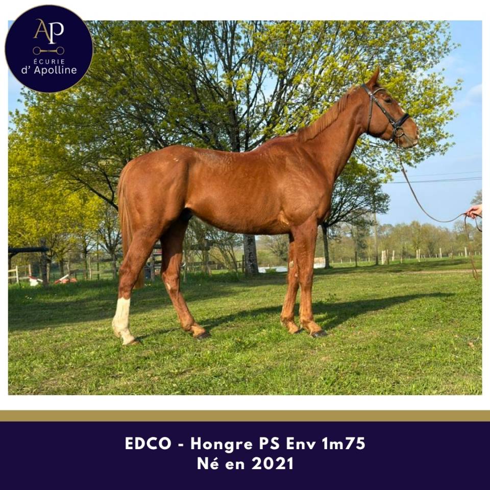 Ruin Volbloed Te koop 2021 Vos