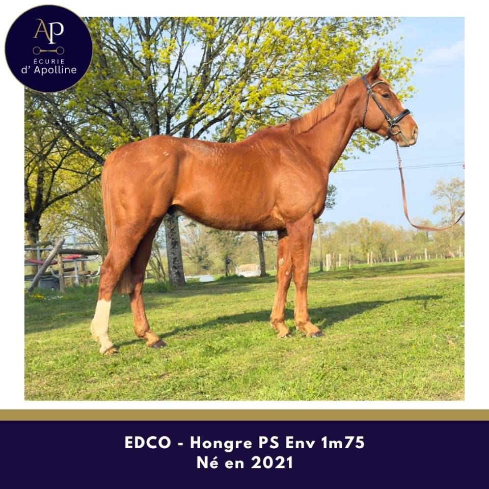 Ruin Volbloed Te koop 2021 Vos