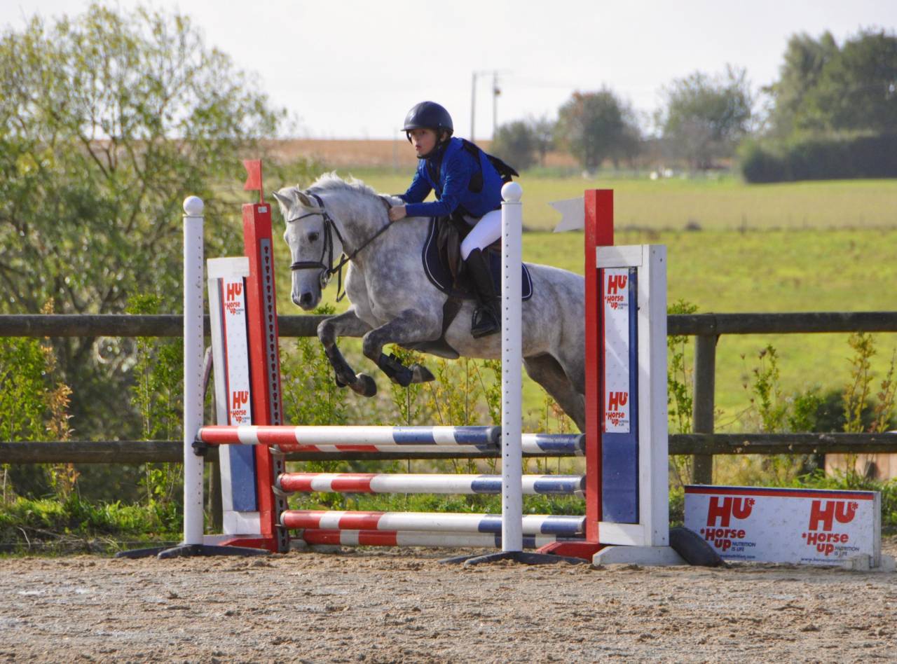 Ruin Franse rijpony PFS Te koop 2014 Schimmel