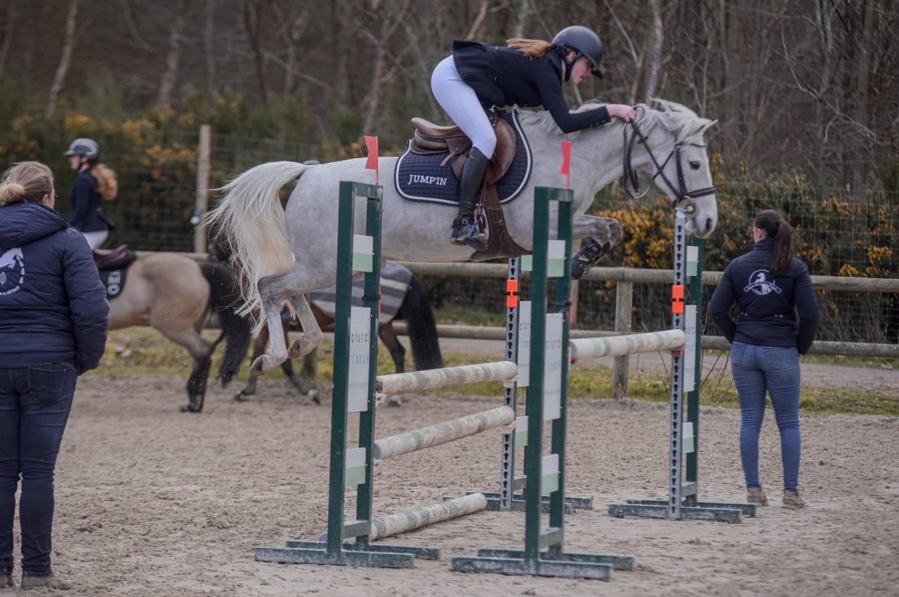 Ruin Franse rijpony PFS Te koop 2014 Schimmel